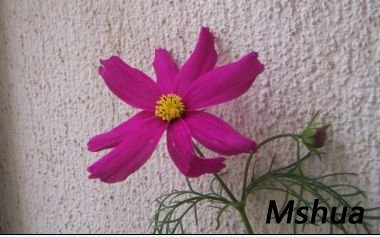 �кܶ�����ɫ,�Ҿ�Ȼֻ����һ��,�����Ķ��쵽����ȥ��