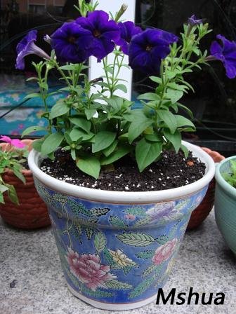 һ��С�������Ⱦ�����������裬�������е���Ŷ���ֱ��20cm����16cm���۸���Ԫ��