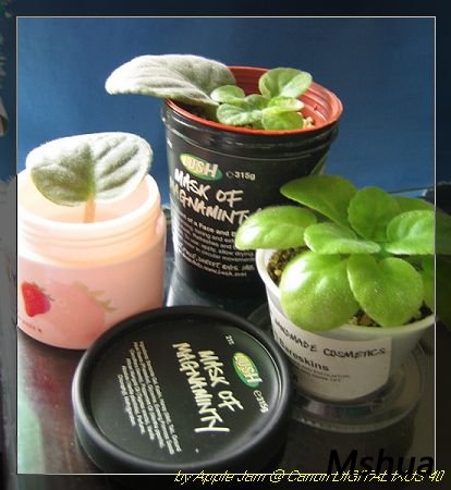 skincare - lush & Lanigie.jpg