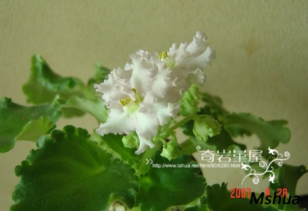 L-4B(Irish Maiden-H65).JPG