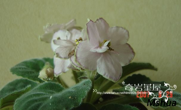 F-54( Looking Glass).JPG