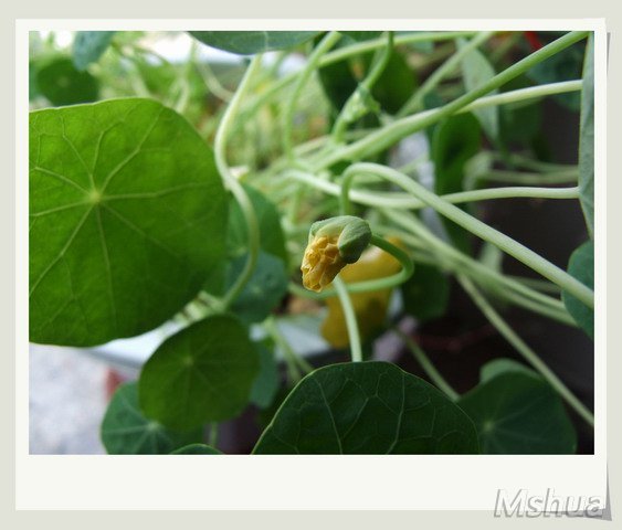 ������С DSCF0104.jpg