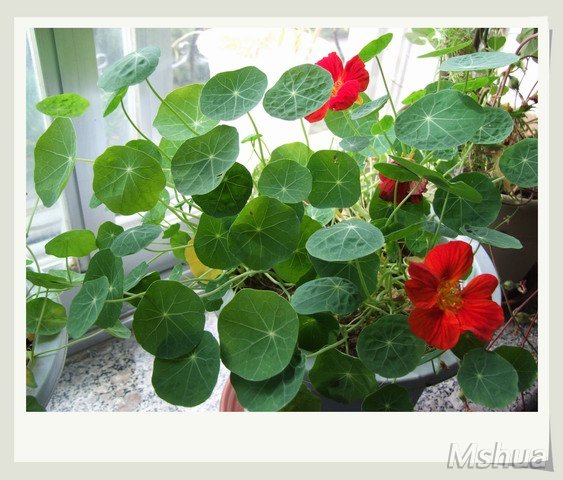 ������С DSCF0102.jpg