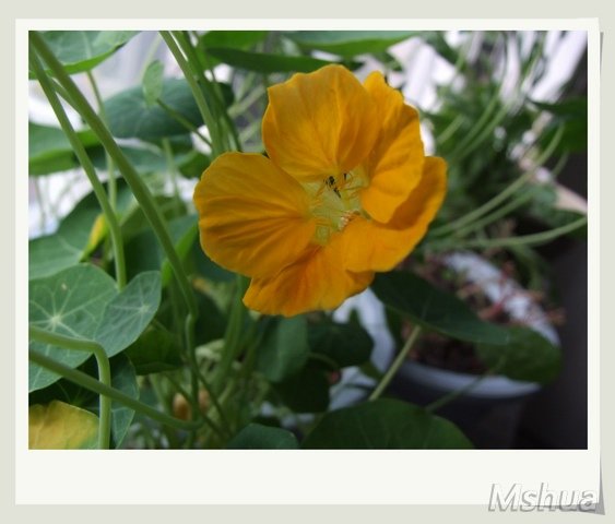 ������С DSCF01.jpg