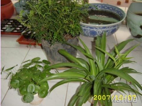 ��Ӱ�Աȴ�С