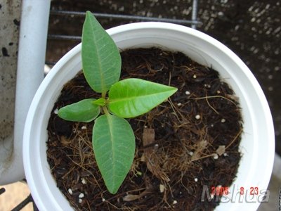 05���ﲥ��06�곤��С��