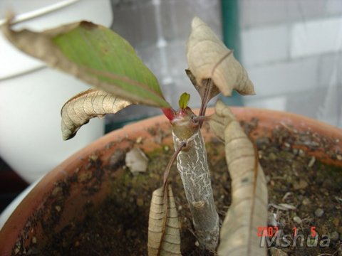 Ҷ�ӵ���ɹ��˾��!