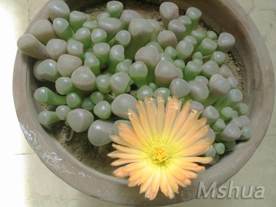 ��ʮ����