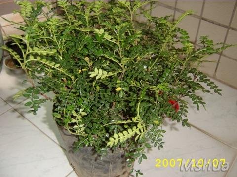 10�׵����ò�