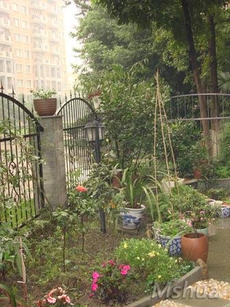 ��һ�ǵ�ֲ�ﻹ��̫ϡ�١�