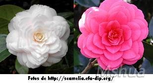 camelias.jpg