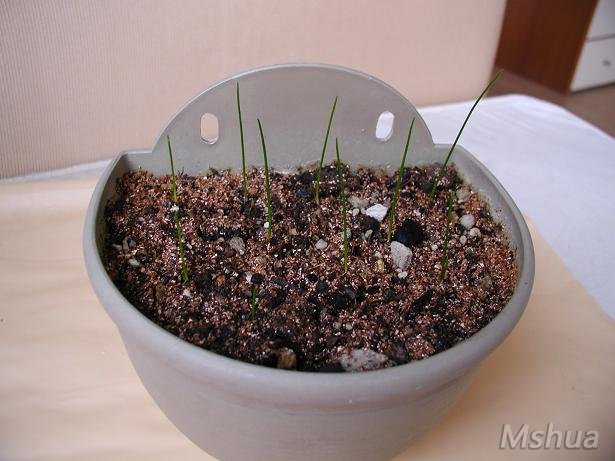 nansi 010.jpg