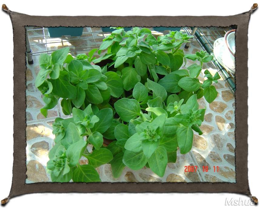 ����һ��