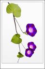 u=745280764,3947002277&gp=30[1].jpg