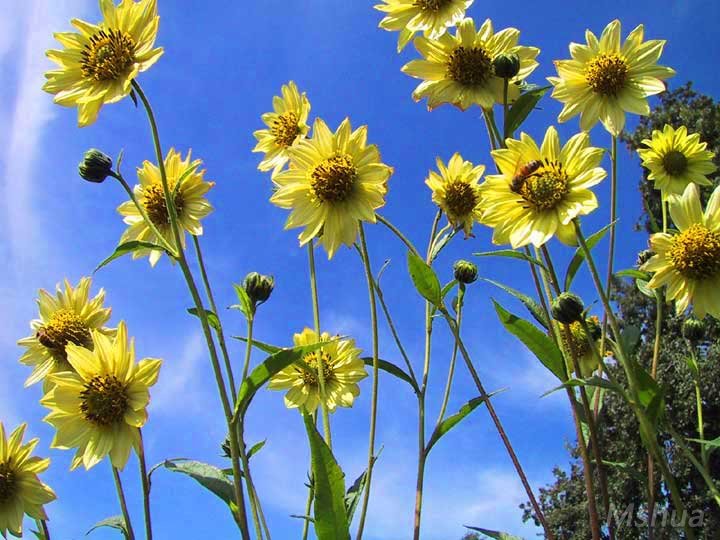 Helianthus giganteus ��Sheila��s Sunshine��.jpg