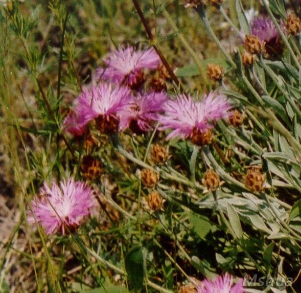 Centaurea sibirica2.jpg