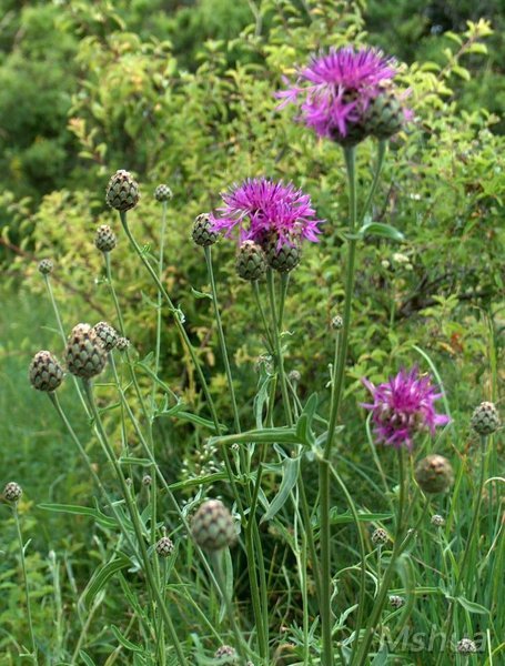 Centaurea scabiosa.jpg