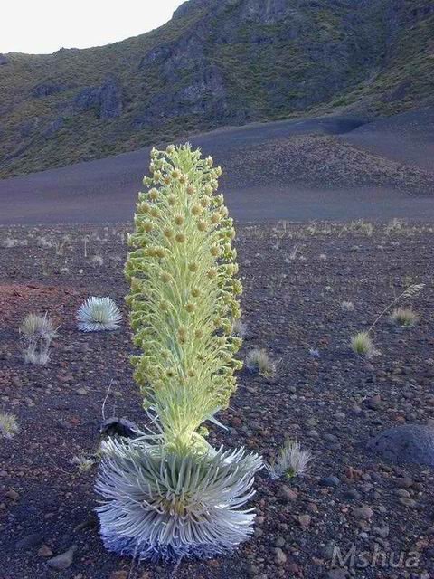 ������С Haleakala silversword.jpg