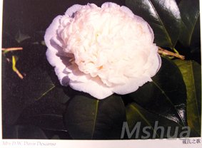 Mrs.D.W.Davis Descanso.jpg