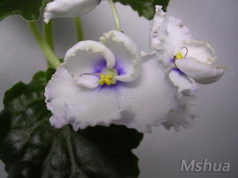 ԭ��������