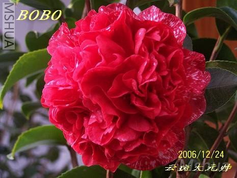 20070516_7486393dcc4ae04ff1c28lDXbrXPgE5z.jpg