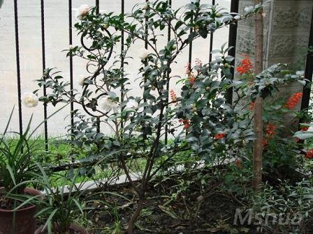 ʮ�·ݲ軨���ˣ���֪���ǲ��������¡�