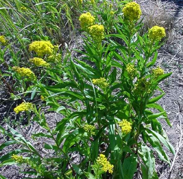Solidago sempervirens2.jpg