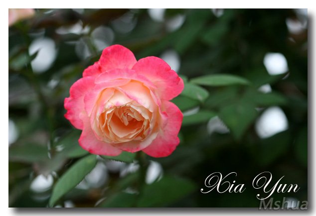 IMG_2376 ����.jpg