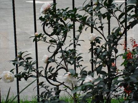 ���٣�������ס��Ƭ������ǧ������軨�����Ÿմ����