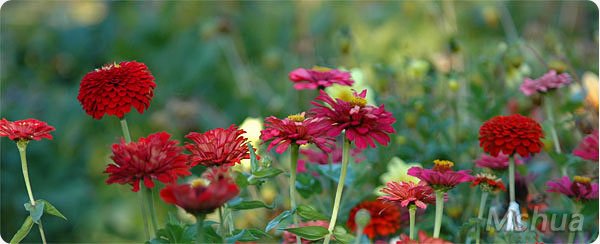 Zinnia darwinii.jpg