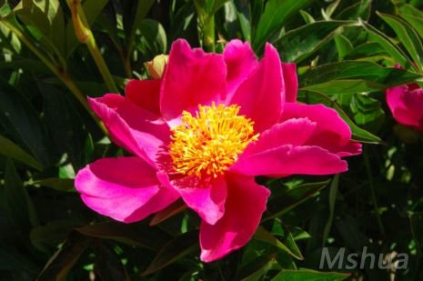 Paeonia officianalis.jpg
