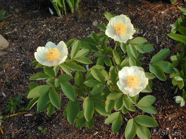 Paeonia wittmanniana ������ҩ.jpg
