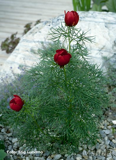 Paeonia tenuifolia.jpg