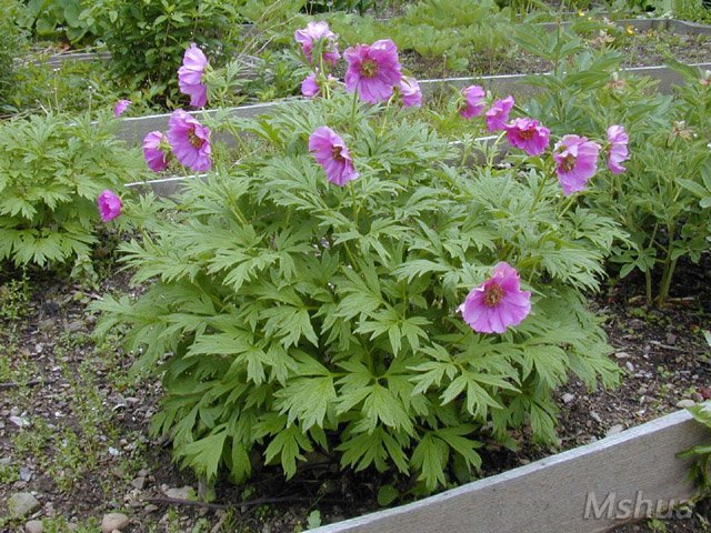 Paeonia veitchii ������ 3.jpg