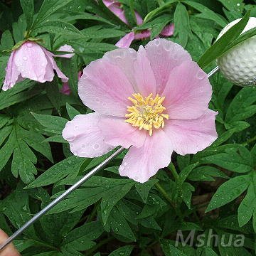 Paeonia veitchii ������ 1.jpg
