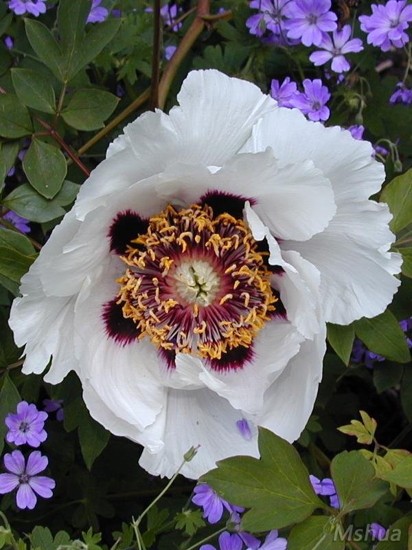 paeonia suffruticosa ��ĵ��.jpg