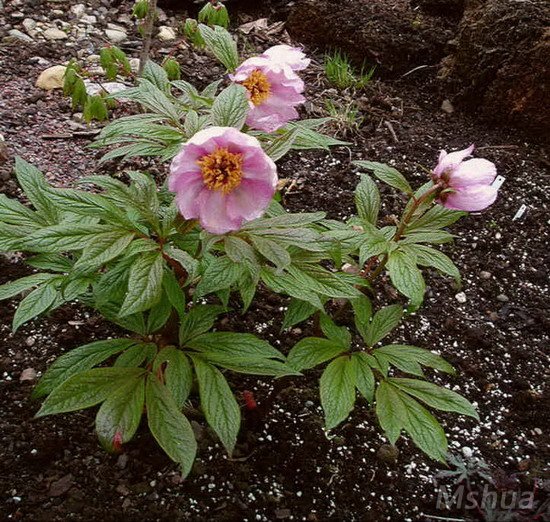 Paeonia mairei ������ҩ.jpg