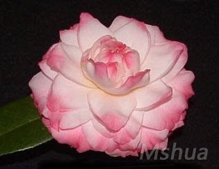 329����Something Beautiful.jpg