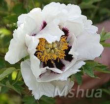 Paeonia rockii �ϰ�ĵ�� 1.jpg