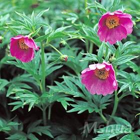 Paeonia veitchii ������(�����ҩ).jpg
