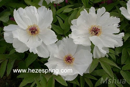 Paeonia ostii ��ɽĵ��.jpg