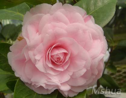 74��˪Pink Frost.jpg