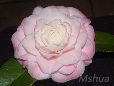 272����˹Doris Ellis.jpg