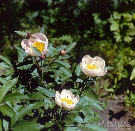 Paeonia lactiflora 1.jpg