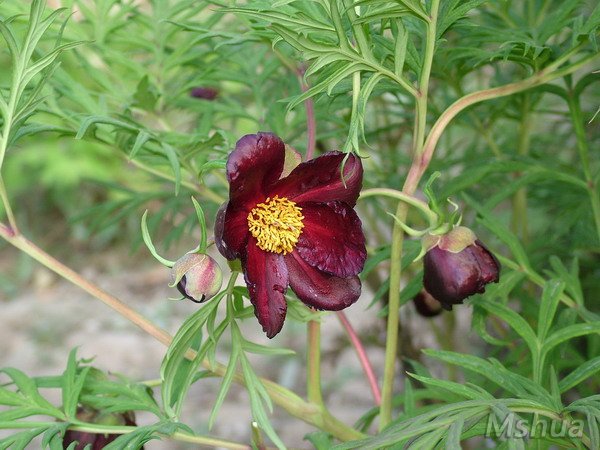 Paeonia.pataninii ��Ҷĵ�� 1.jpg