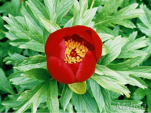 Paeonia peregrina.jpg