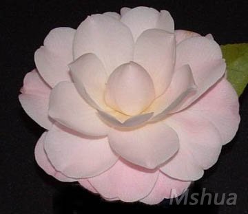 327�̰�������Queen Diane.jpg