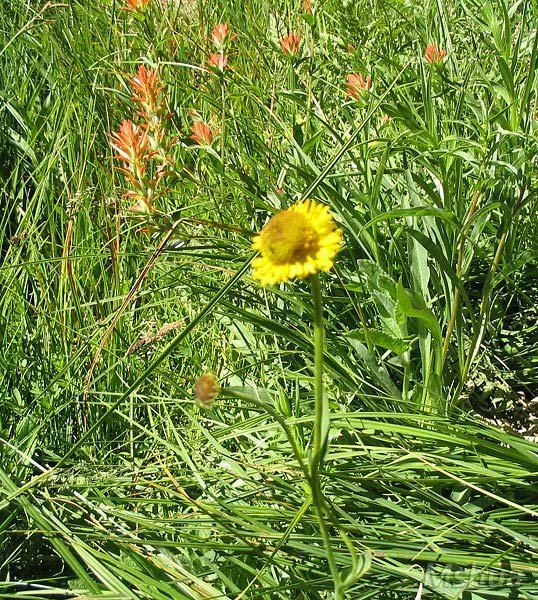 Helenium bigelovii2.jpg