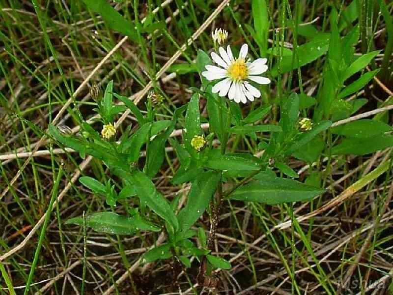 Aster tradescantii.jpg