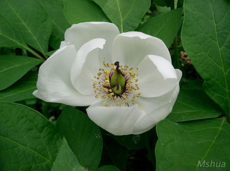 Paeonia_japonica2.jpg